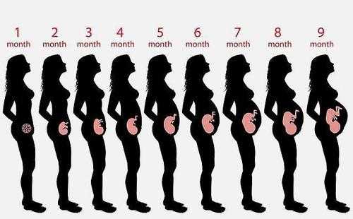 怀孕了过程（怀孕过程变化视频）-图2