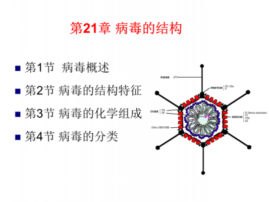 高中病毒的过程（高中病毒结构图）-图3