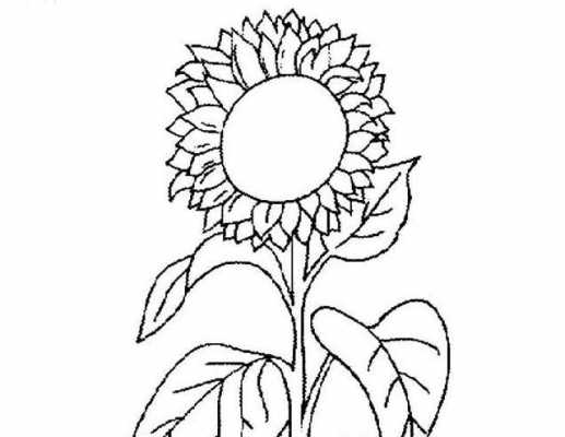 向日葵的生长过程图片简笔画（向日葵的生长过程图片 手绘图）-图2
