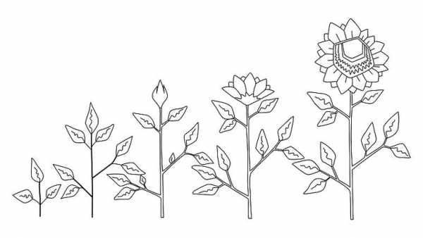 向日葵的生长过程图片简笔画（向日葵的生长过程图片 手绘图）-图3