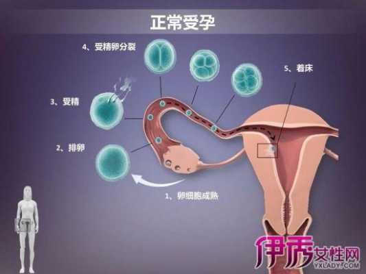 女人受孕的过程图解（女人受孕的过程图解大全）-图1