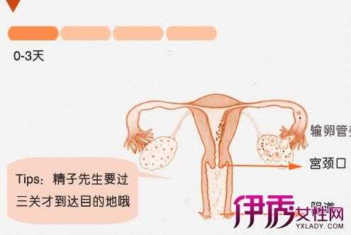 女人受孕的过程图解（女人受孕的过程图解大全）-图2