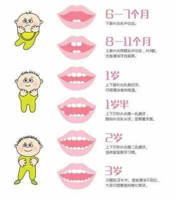 牙的发育过程（牙的发育过程分为哪三个阶段）-图2