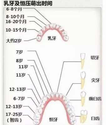 牙的发育过程（牙的发育过程分为哪三个阶段）-图1
