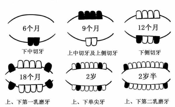 牙的发育过程（牙的发育过程分为哪三个阶段）-图3