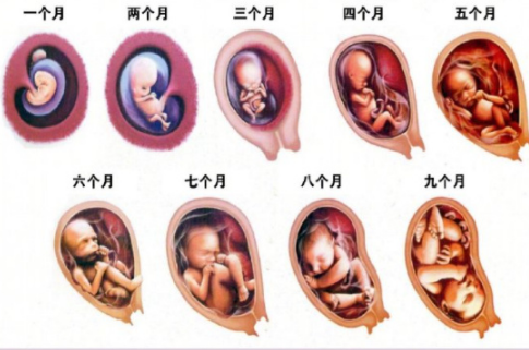 孕期十个月发育过程图（孕期十个月的变化图）-图1