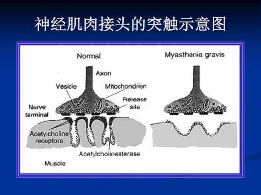 神经-肌肉接头过程图片（神经肌肉接头的功能描述）-图2