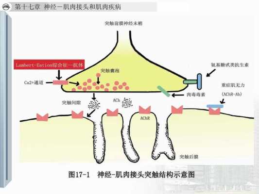神经-肌肉接头过程图片（神经肌肉接头的功能描述）-图3