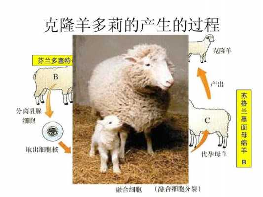 多莉羊的诞生过程（多莉羊有几个母亲）-图1