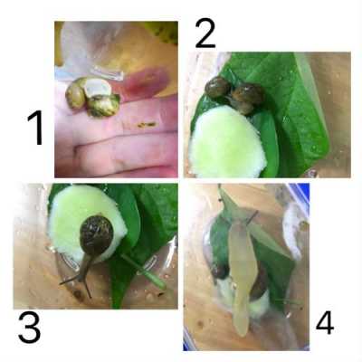 蜗牛生长过程（蜗牛生长过程视频）-图2