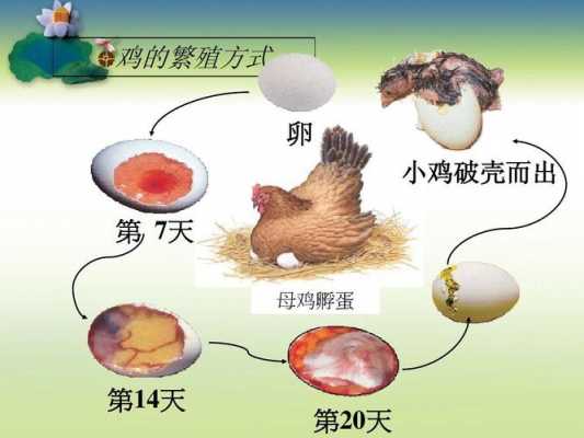 母鸡孵鸡蛋过程（母鸡孵鸡蛋过程图片）-图1