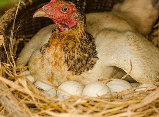 母鸡孵鸡蛋过程（母鸡孵鸡蛋过程图片）-图3