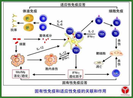 对免疫过程的抑制（对免疫应答起明显抑制作用的激素为）-图1