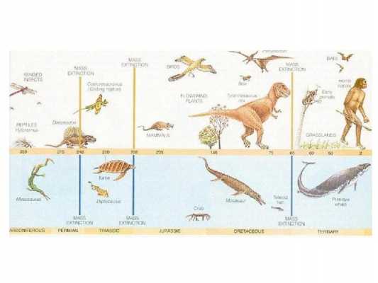 动物进化过程要有例子（动物进化了）-图2