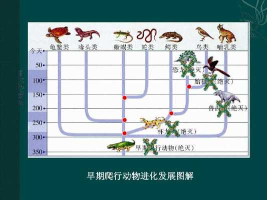 动物进化过程要有例子（动物进化了）-图1
