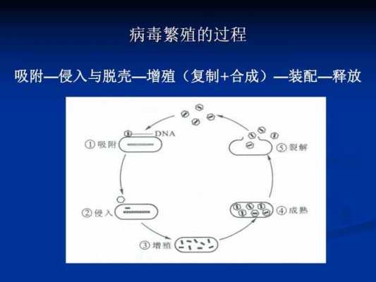 病毒的增殖过程分为（病毒的增殖过程包括哪些步骤）-图1