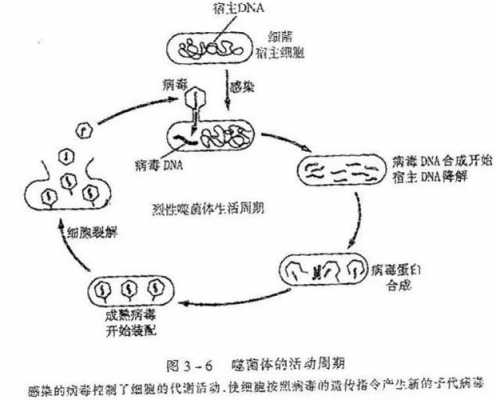病毒的增殖过程分为（病毒的增殖过程包括哪些步骤）-图2