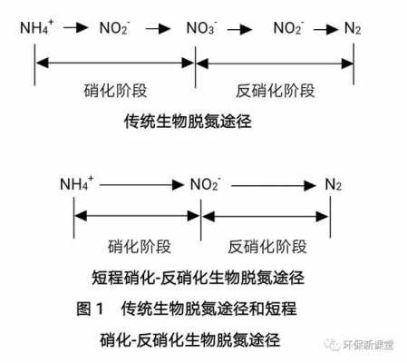 生物硝化反应过程（生物硝化反应机理）-图3