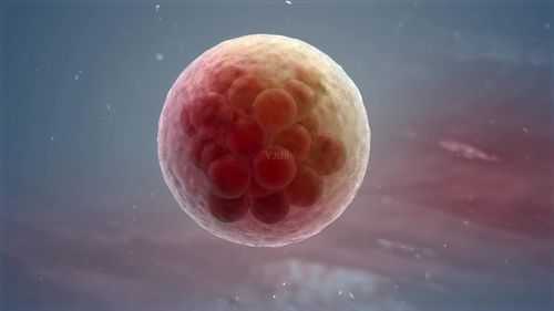胚胎过程视频播放（胚胎 过程）-图2