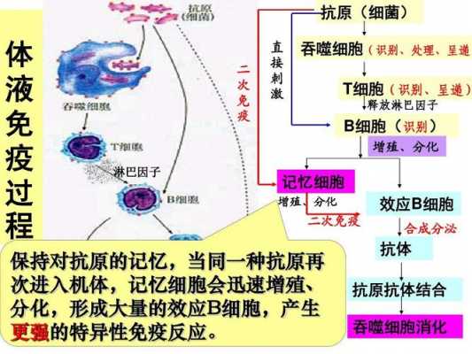 细胞免疫应答的过程（细胞免疫应答的过程不包括）-图3