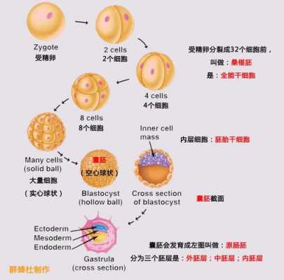 受精及胚胎发育过程（受精胚胎发育过程视频）-图2