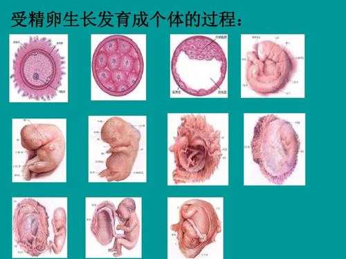 受精及胚胎发育过程（受精胚胎发育过程视频）-图1