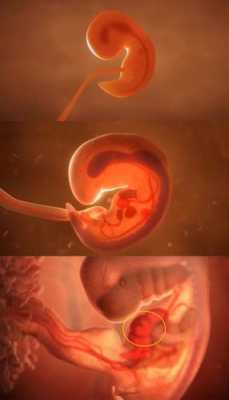 受精及胚胎发育过程（受精胚胎发育过程视频）-图3
