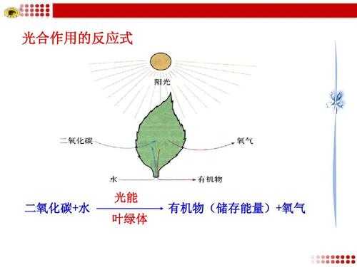 光合反应具体过程（光合反应过程是在叶绿体的）-图3