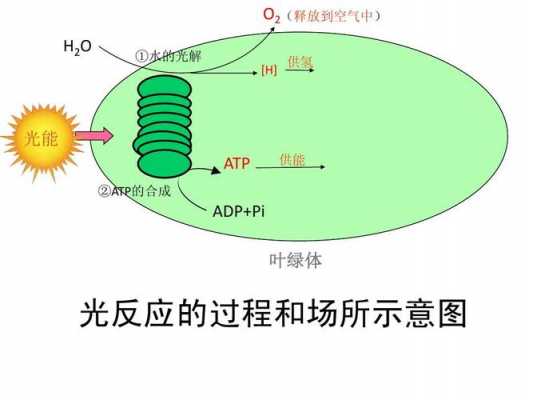 光合反应具体过程（光合反应过程是在叶绿体的）-图2