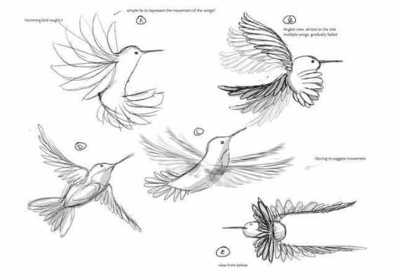 鸟进化过程简笔画（鸟进化过程简笔画图片）-图1