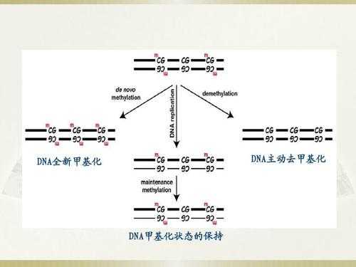 dna甲基化过程（DNA甲基化过程）-图3