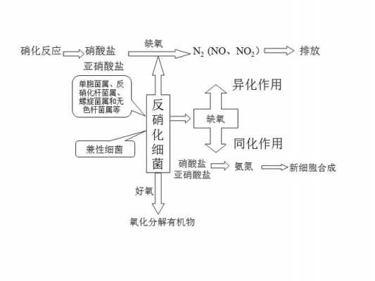 反硝化过程影响因素（影响反硝化的因素）-图1
