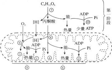 在有氧呼吸过程中（在有氧呼吸过程中水参与的阶段是）-图1