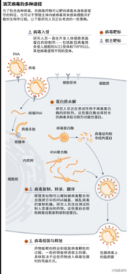 非典病毒的免疫过程（非典患者对新冠免疫）-图2