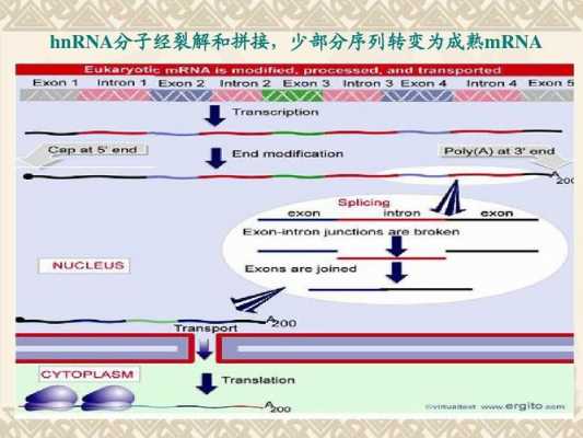 hnrna的加工过程（hnrna如何加工为mrna）-图1
