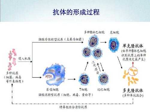 抗体产生过程（抗体产生过程图解）-图3