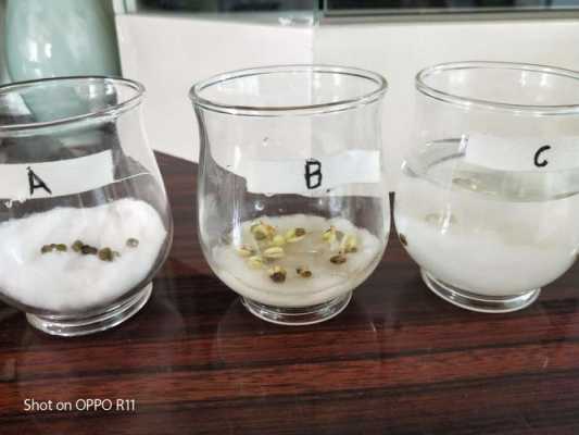 绿豆发芽小实验过程（绿豆发芽实验过程图片）-图2