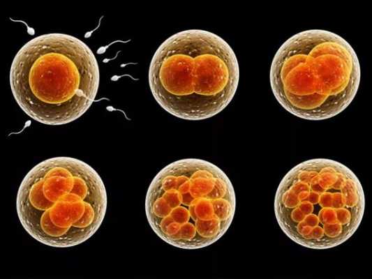 囊胚期的发育过程（囊胚发育成胎儿的过程）-图2