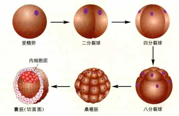 囊胚期的发育过程（囊胚发育成胎儿的过程）-图3