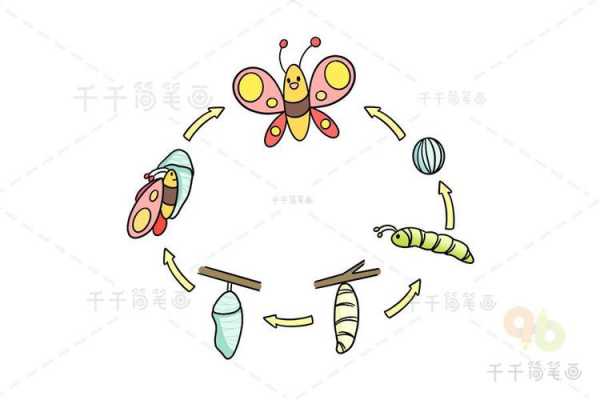 蝴蝶演变过程卡通（蝴蝶演变过程图画法）-图2