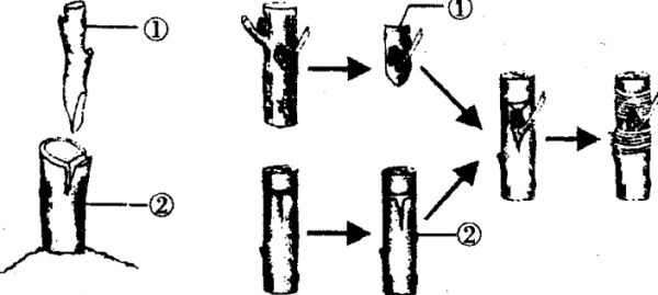 生物芽接的过程（生物芽原基图片）-图2