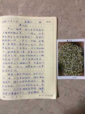 观察日记绿豆过程日记（观察日记观察绿豆的日记）-图3