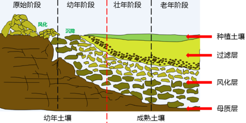 按土壤形成的过程（按土壤形成的过程分成四层从下到上依次是）-图2