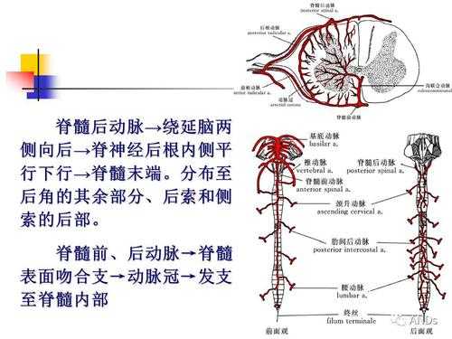 脑脊液产生及其循环过程（脑脊液产生及其循环过程视频）-图3