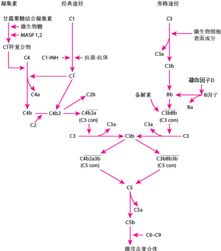 旁路激活途径过程简述（旁路激活途径顺序）-图3