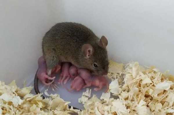 老鼠受精过程（老鼠一次受精能终身繁殖吗?）-图3