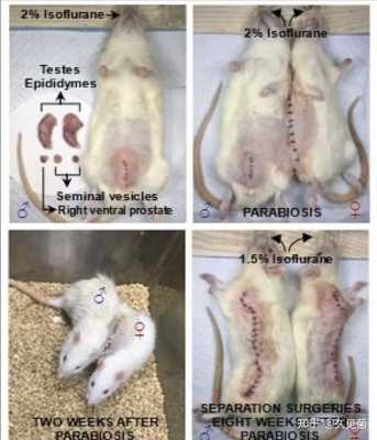 老鼠受精过程（老鼠一次受精能终身繁殖吗?）-图1
