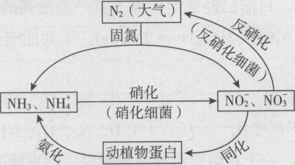 光合过程氮循环（氮在光合作用中的作用）-图1