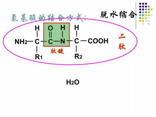 氨基酸脱水缩合的过程（氨基酸脱水缩合的过程视频）-图2
