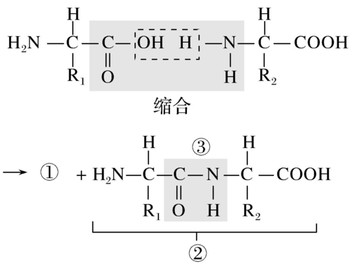 氨基酸脱水缩合的过程（氨基酸脱水缩合的过程视频）-图1